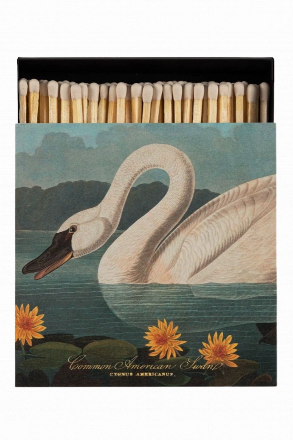 ARCHIVIST GALLERY COMMON AMERICAN SWAN MATCH BOX