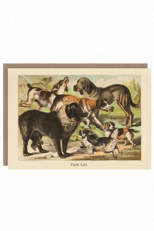 THE PATTERN BOOK PARK LIFE GREETING CARD